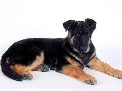 Jackson, German Shepherd